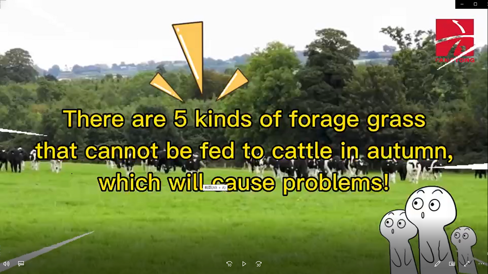 There are 5 kinds of forage grass that cannot be fed to cattle in autumn, which will cause problems!