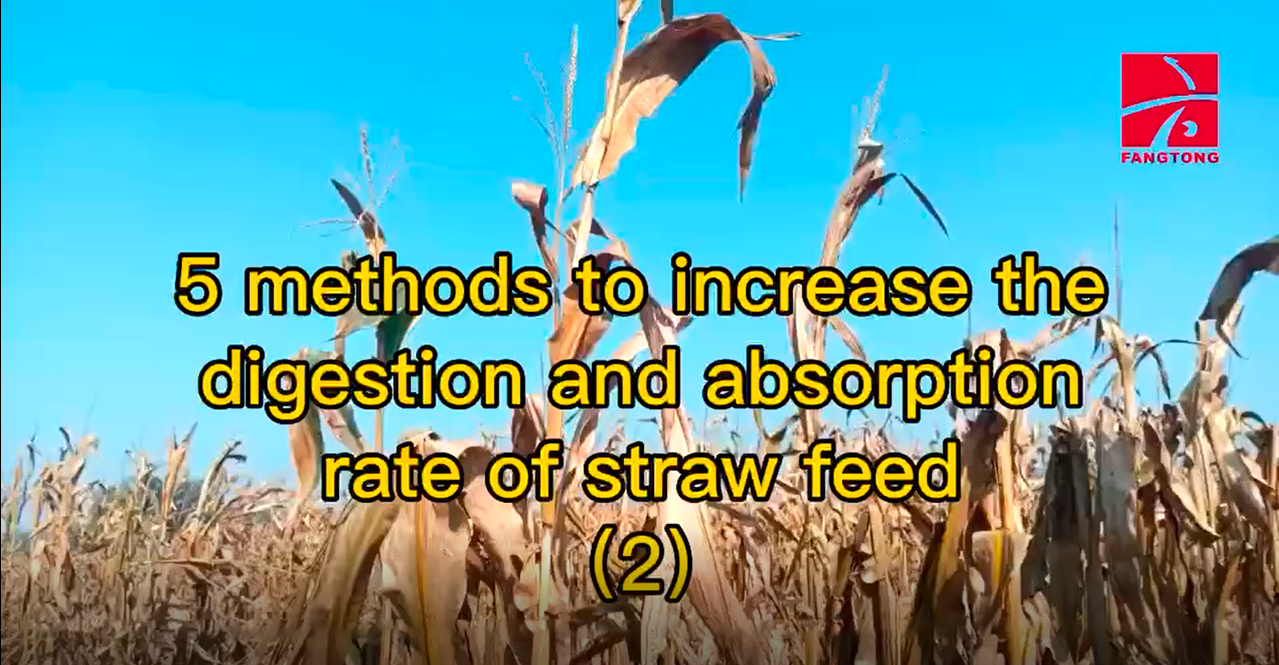 5 Methods to increase the digestion and absorption rate of straw feed (2)