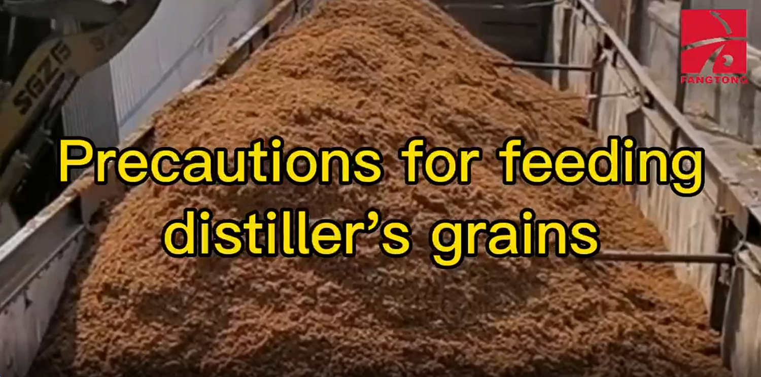 Precautions for feeding distiller’s grains