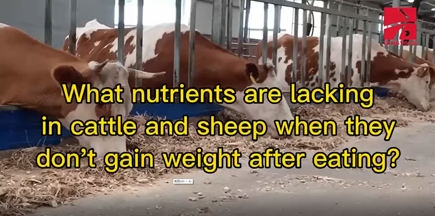 What nutrients are lacking in cattle and sheep when they don’t gain weight after eating