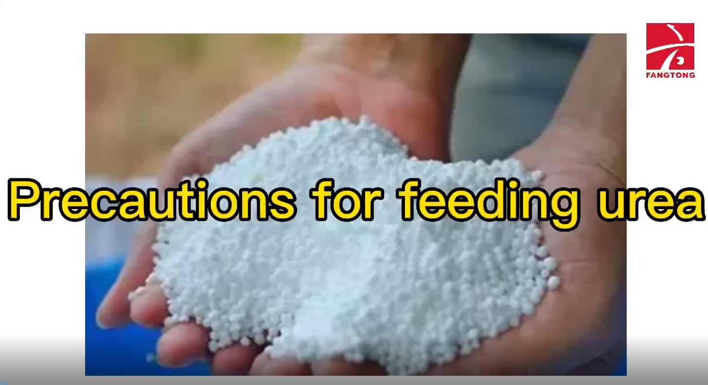 Precautions for feeding urea