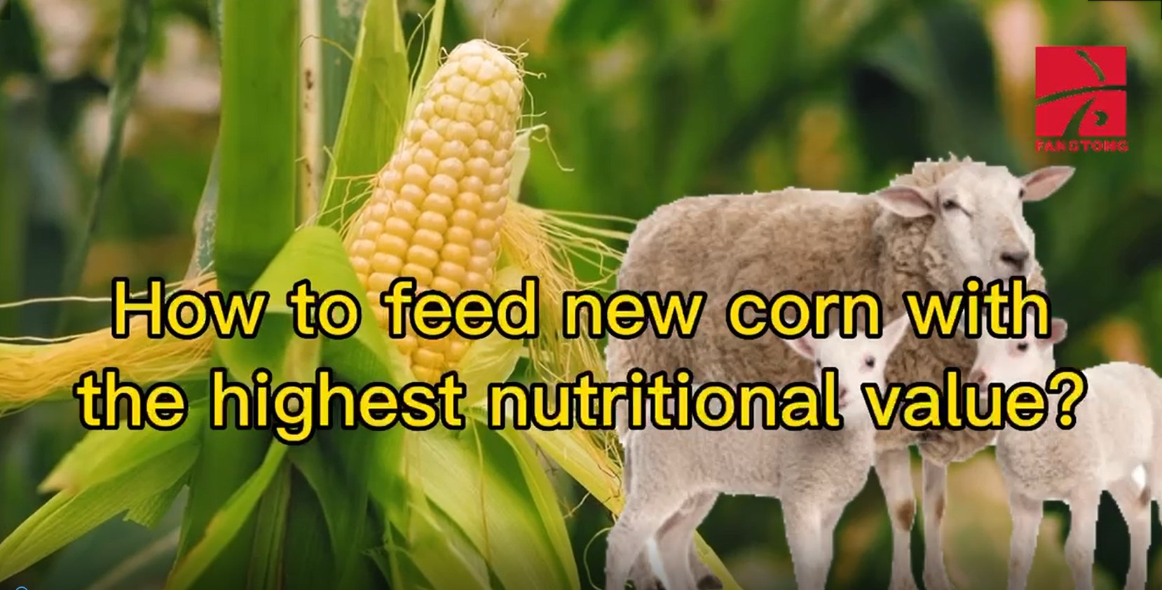 How to feed new corn with the highest nutritional value